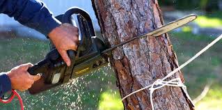 Best Tree Risk Assessment  in Mcfarland, WI