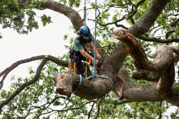 Best Commercial Tree Services  in Mcfarland, WI