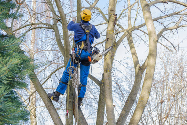 Professional Tree Removal Services in Mcfarland, WI